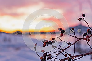 Rich red rosehip berries on the background of cold white snow, grow in a large group on the branches of a bushy rose and winter un