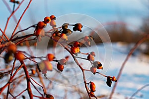 Rich red rosehip berries on the background of cold white snow, grow in a large group on the branches of a bushy rose and winter un