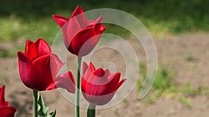 Rich red tulip flowers of Kingsblood hybrid in gentle wind, 4K