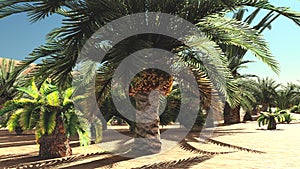 Rich tropical plant life on desert later in the day, 3d rendering