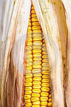 Pretty Yellow Corn