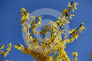 Rich yellow flowers of forsythia against blue sky photo