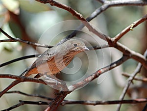 Richard's Pipit