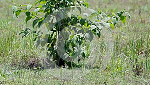 Richard's pipit feeding the offspring