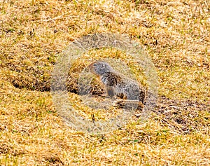 Richardson Ground Squirrel near it\'s burrow. Spray Valley Alberta Canada