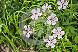 Richardson`s Geranium