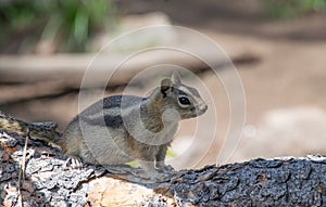 Richardson`s Ground Squirrel