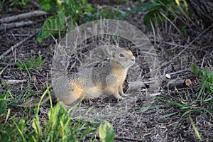 Richardson's Ground Squirrel (Gopher)