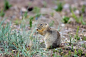 Richardson`s Ground Squirrel   604613 photo