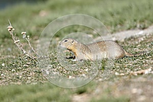 Richardson`s ground squirrel spermophilus richardsonii