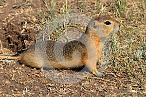 Richardson`s ground squirrel, Urocitellus richardsonii, at Horsethief Canyon Badlands along the Red Deer River in Alberta, Canada
