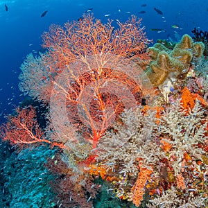 Richest reefs in the world. Misool, Raja Ampat, Indonesia