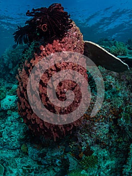 Richest reefs in the world. Misool, Raja Ampat, Indonesia photo