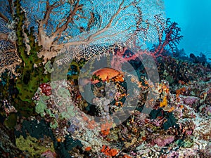 Richest reefs in the world. Misool, Raja Ampat, Indonesia photo