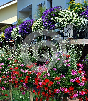 A richly blooming balcony with blooming pelargoniums in front of the house