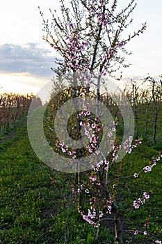 Richly blooming peach trees garden in sunny spring day