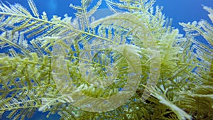 Richly branched sea coral Benthic Hydroids. Its fine bristles sting pretty bad. Marine feather found in rock reef area at Tulamben