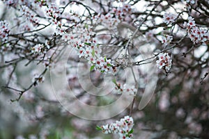 Richly flowering branches against a background of flowering almond in unfokus.