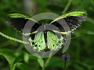 Richmond Birdwing Butterfly photo