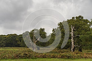 Richmond Park, Great Britan, October 14 2017