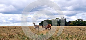 Richmond park London deer photography. Parks and green spaces photo