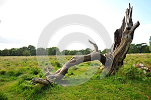 Richmond park management in London leaves the fallen trees to preserve the biodiversity that they provide