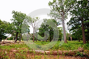 Richmond park management in London leaves the fallen trees to preserve the biodiversity that they provide