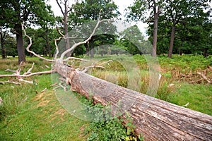 Richmond park management in London leaves the fallen trees to preserve the biodiversity that they provide