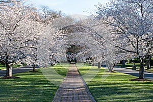 Třešeň květ stromy v době kvetení na způsob v farmy předměstí z virginie 