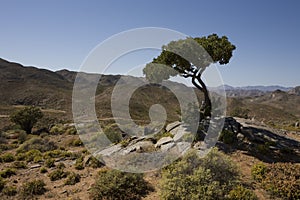 Richtersveld National Park, South Africa.