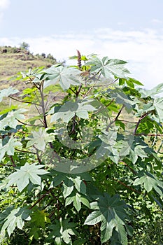 Ricinus, branch, blossoms, leaves, miracle tree, Ricinus communis, spurge plant, Medicinal seeds.