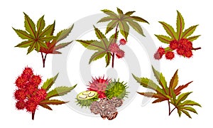 Ricinus or Castor Oil Plant with Green Palmate Leaves and Red Fruit Vector Set photo