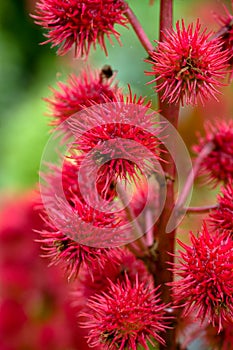 Ricinus communis photo