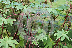 Ricinus communis, also known as castor bean or castor oil plant.