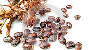 Ricinus communis arandi castor fruits seeds snap photo