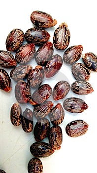 Ricinus communis arandi castor seeds close up photo