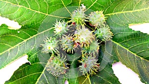 Ricinus communis arandi costor leaf fruits photo
