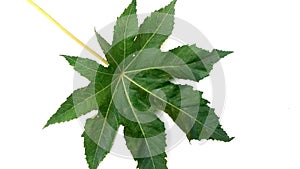 Ricinus communis arandi leaf close up photo