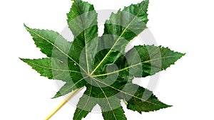Ricinus communis arandi leaf photo