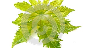 Ricinus communis arandi leaf snap photo