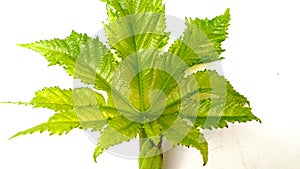 Ricinus communis arandi soft leaf photo