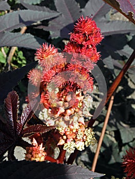 Ricinus communis `Carmencita Bright Red`, Zagreb Botanical garden