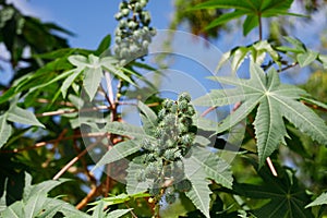 Ricinus communis, the castor bean or castor oil plant, is a species of perennial flowering plant in the spurge family