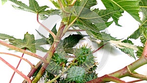 Ricinus communis castor bean fruits leaves photo