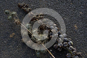 Ricinus communis, the castor bean The green capsule dries and splits into three sections, forcibly ejecting seeds