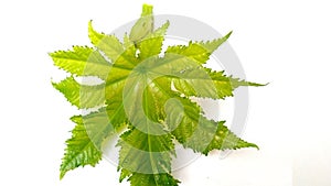 Ricinus communis arandi new leaf photo