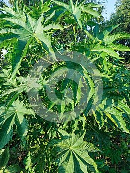 Ricinus communis. Castor oil plant.