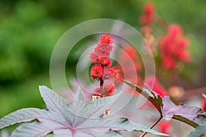 Ricinus communis or castor oil plant growing in garden