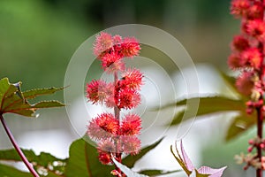 Ricinus communis or castor oil plant growing in garden