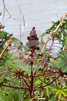 Ricinus communis or castor oil plant on growing by lake